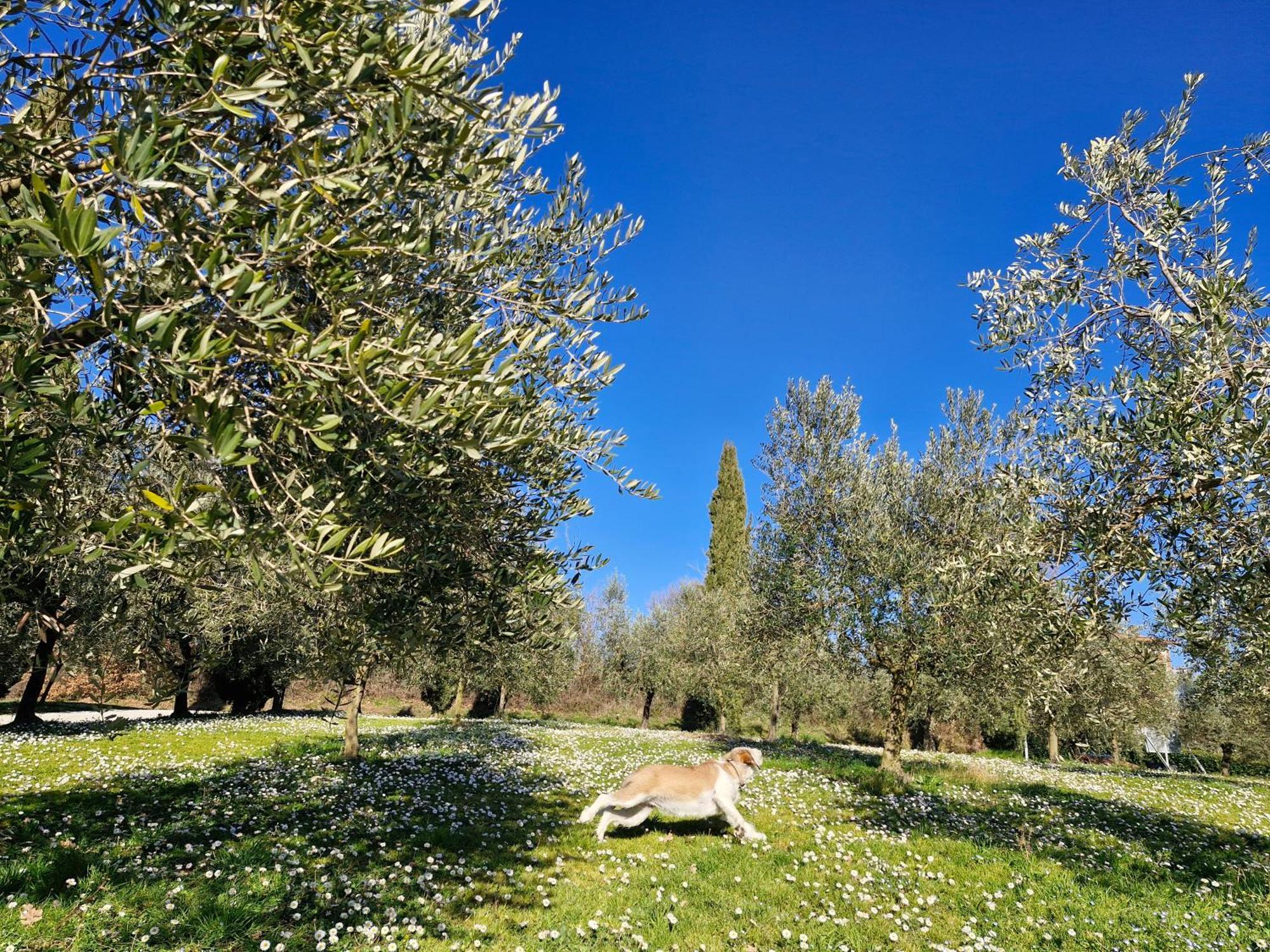 Agriturismo Val Della Pieve Ангьяри Экстерьер фото