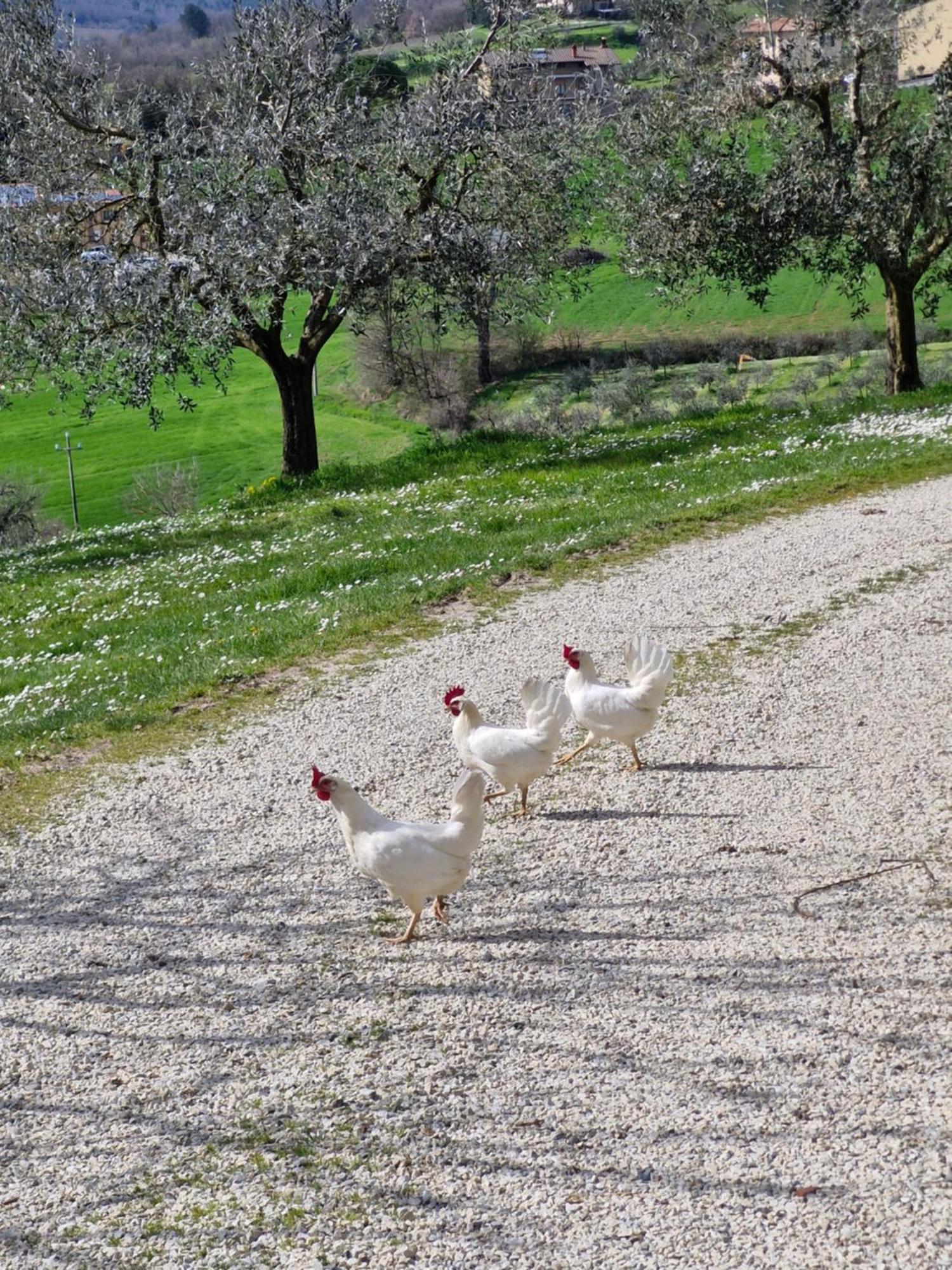 Agriturismo Val Della Pieve Ангьяри Экстерьер фото