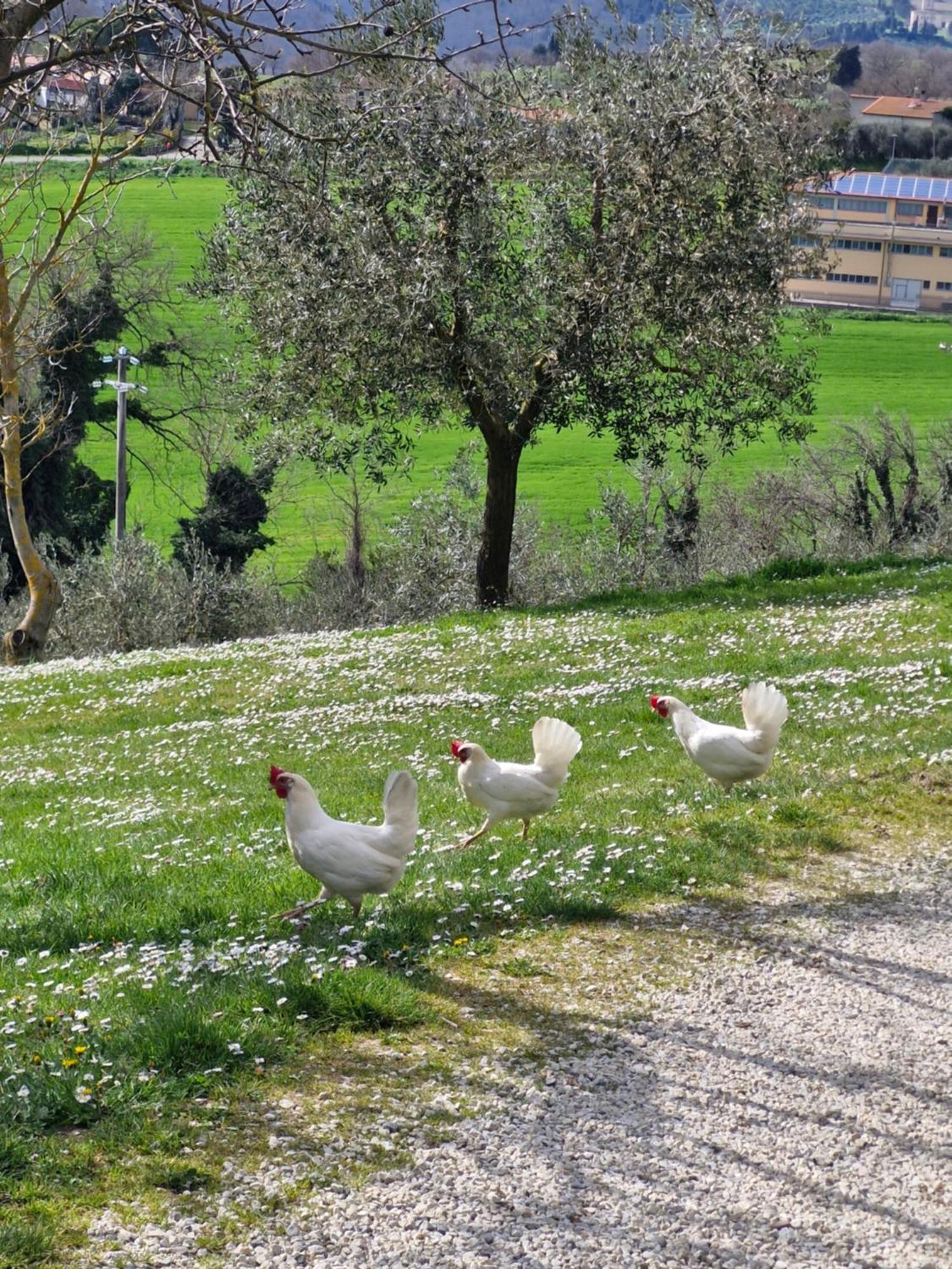 Agriturismo Val Della Pieve Ангьяри Экстерьер фото